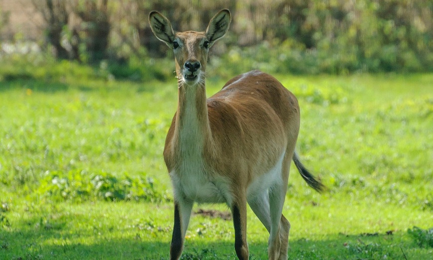 Image 12: ZOO Borysew: ulgowy lub normalny bilet wstępu