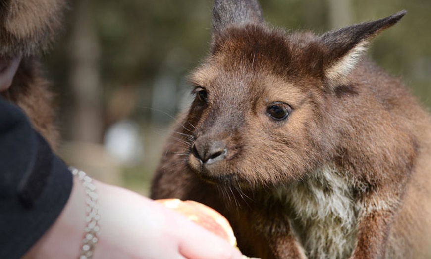 Image 16: Ballarat Wildlife Park Pass