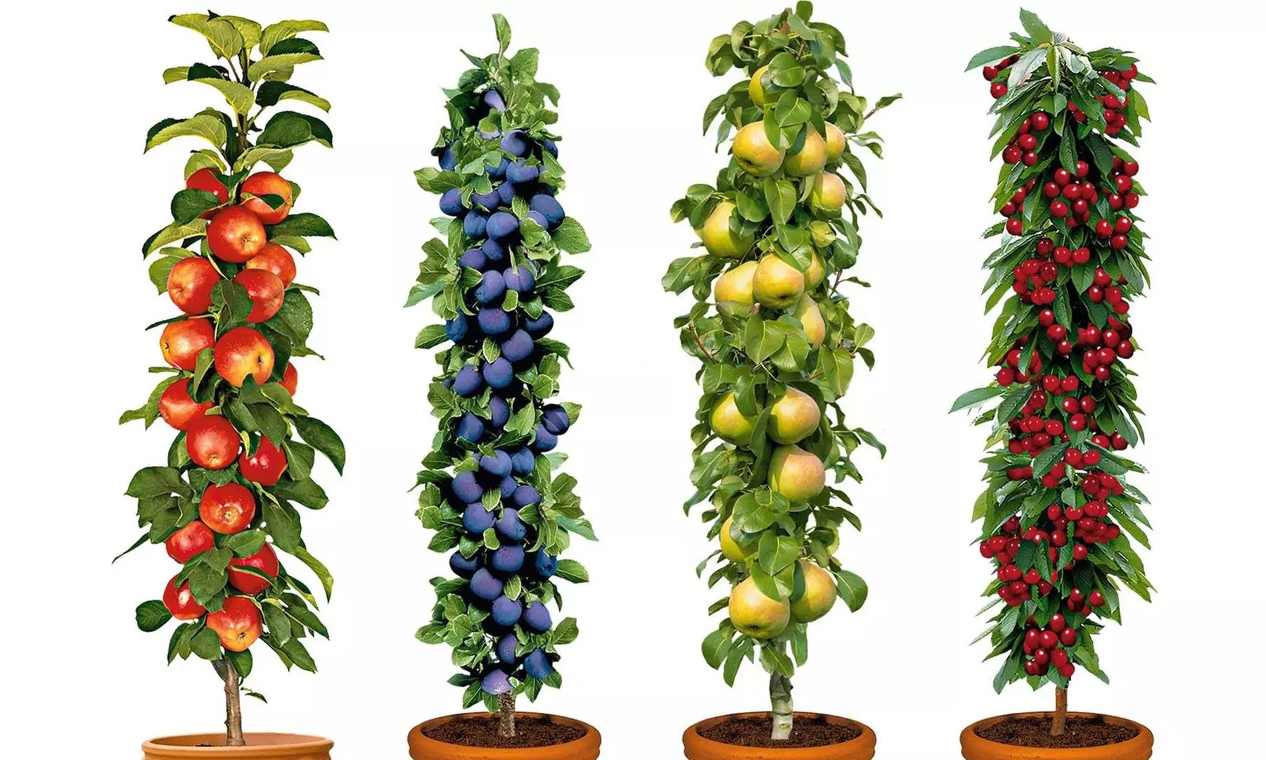 Four or Eight Pot-Grown Pillar Fruit Trees - Primary Image