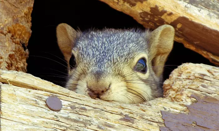 $99 for 50-Point Wild Animal Inspection and $50 Toward Animal Removal from 911 Wildlife ($250 Value) - Primary Image
