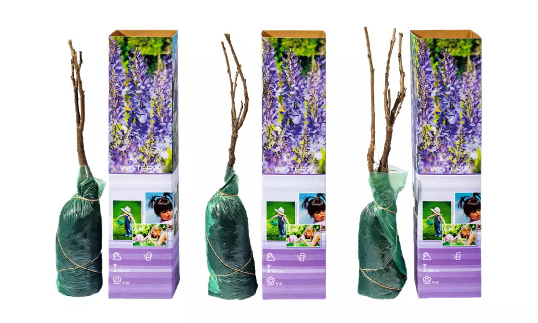 3x oder 6x Blauregen-Pflanze