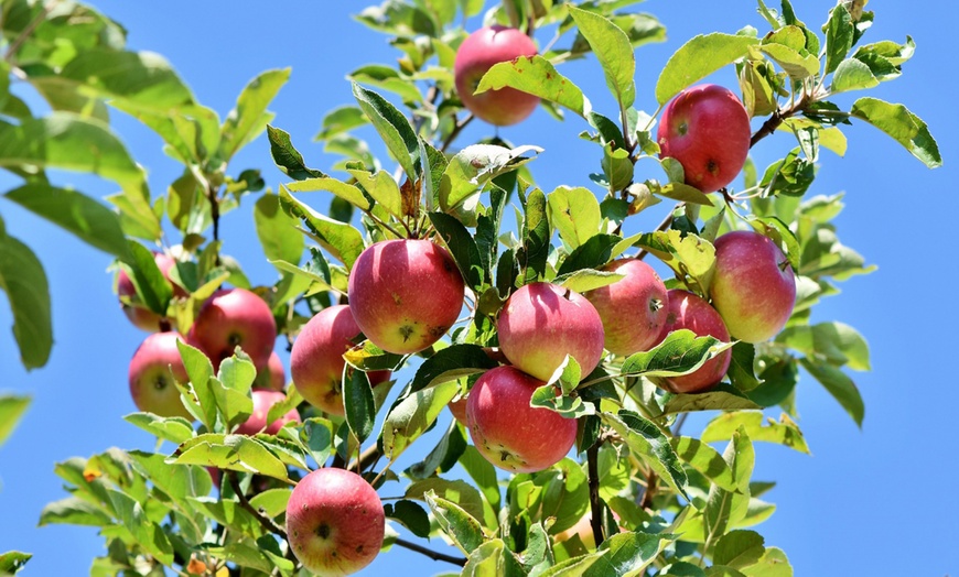 Image 7: Ensemble de 3 arbres fruitiers : pommier, poirier et cerisier doux