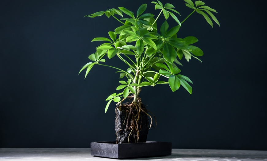 Image 1: Lova Schefflera "Lava Plant"