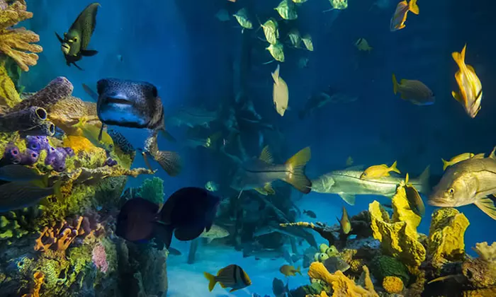 $45 for a Swim in a 33,500-Gallon Tank for Two with Breakfast or Lunch at RumFish Grill ($75 Total Value) - Primary Image