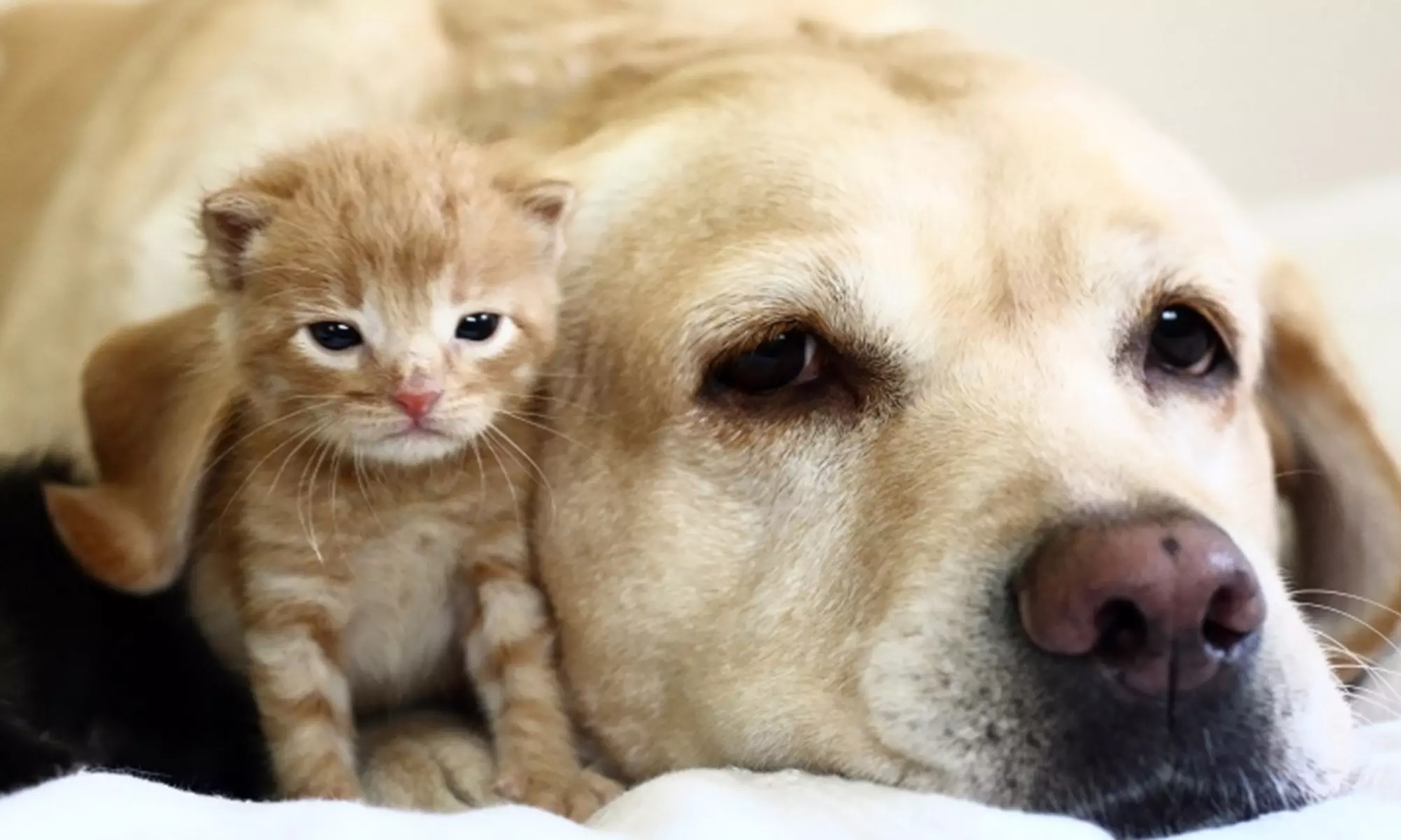 $85 for One Small-Animal Acupuncture Session for Dogs or Cats from Home Healing Animal Clinic, LLC ($150 Value) - Primary Image