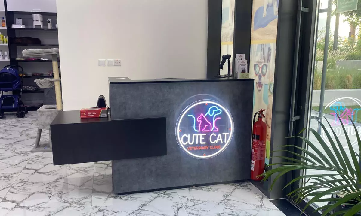 Full Grooming with Haircut at Cute Cat Veterinary clinic