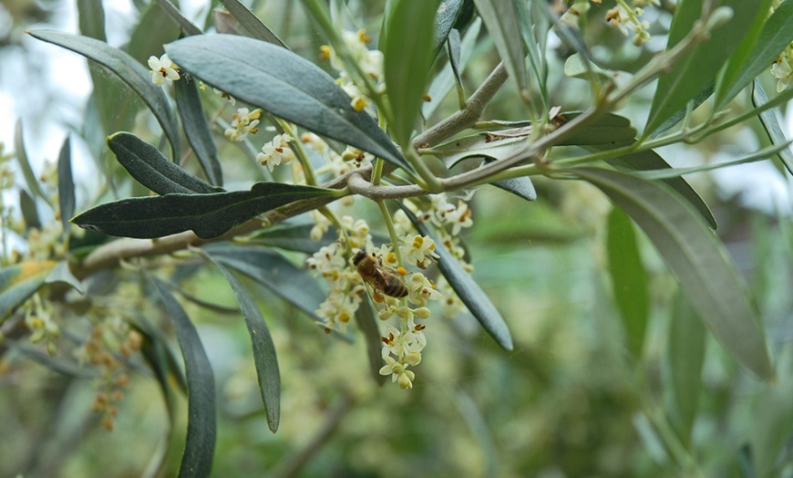 Image 4: One or Two Olive Standard Tree with Optional Patio Pot 