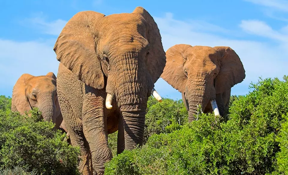 9-Day South Africa Tour with Round-Trip Airfare, Hotels, and Game Drives from Friendly Planet Travel - Primary Image