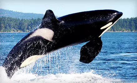Orca Whale-Watching Tour for One, Two, or Four from Mystic Sea Charters (Up to 46% Off) - Primary Image
