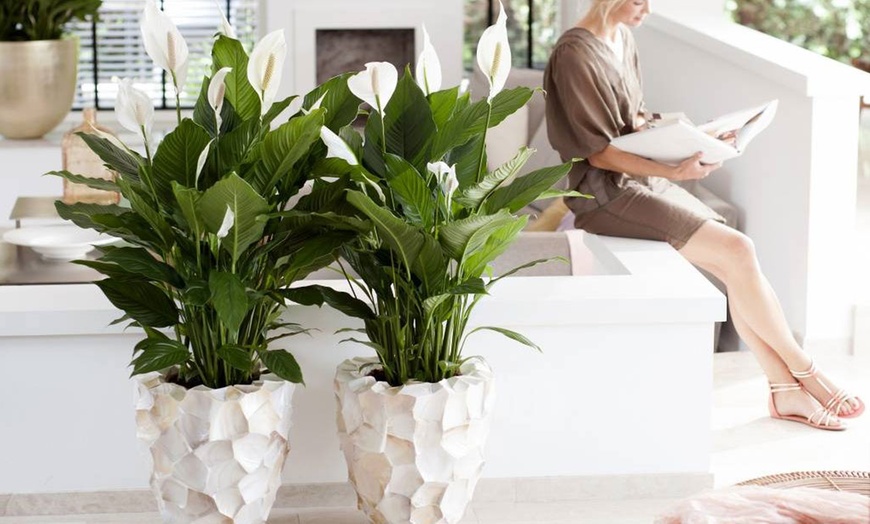 Image 3: 2x Friedenslilie „Spathiphyllum"