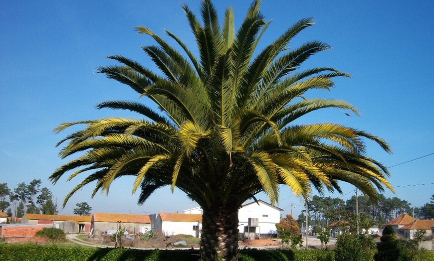 Image 14: 1, 2 ou 4 palmiers dattier des Canaries