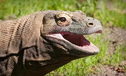 One or Three Reptile-Park Visits for Family of Two Adults and Two Children at Scales Nature Park (Up to 53% Off) - Primary Image