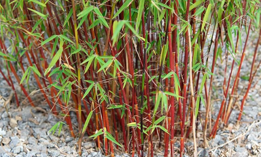 Image 1: Rootz Bamboo Red Dragon
