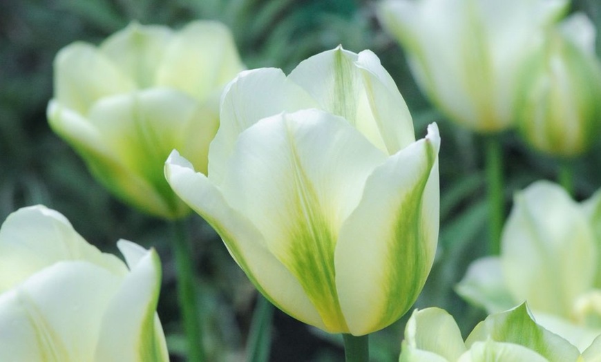 Image 6: Mixed Spring Flowering Tulip Bulb Collections