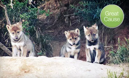 $10 or $30 Donation to Protect Wolves from Wildfires - Primary Image