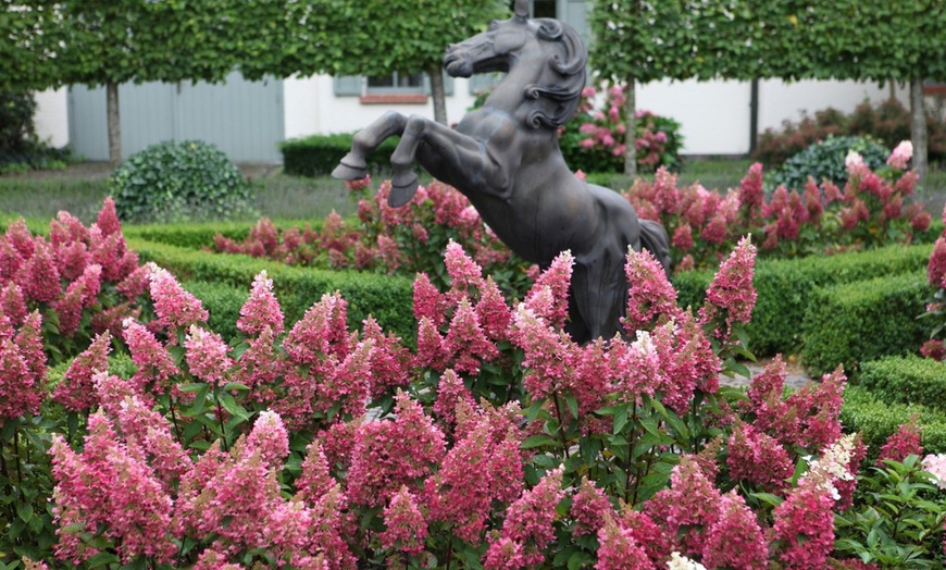 Image 5: Hortensia Paniculata-plant