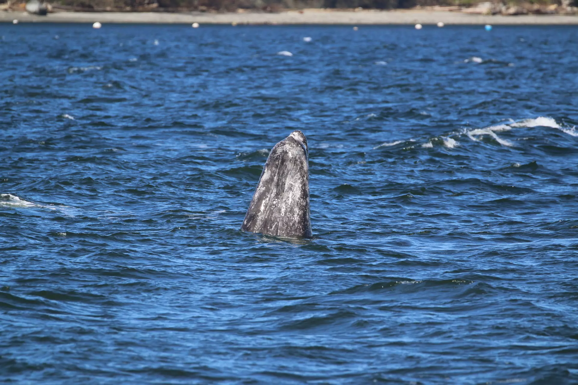 Two-Hour Gray Whale Tour From Everett, Valid April 2 to April 24, 2022 from Island Adventures - Second Medium