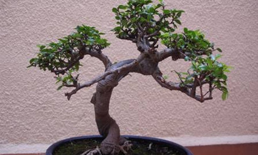 Image 4: Bonsai boompjes