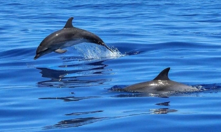 29% Off Dolphin Snorkel or Sunset Cruise with Charter Finders