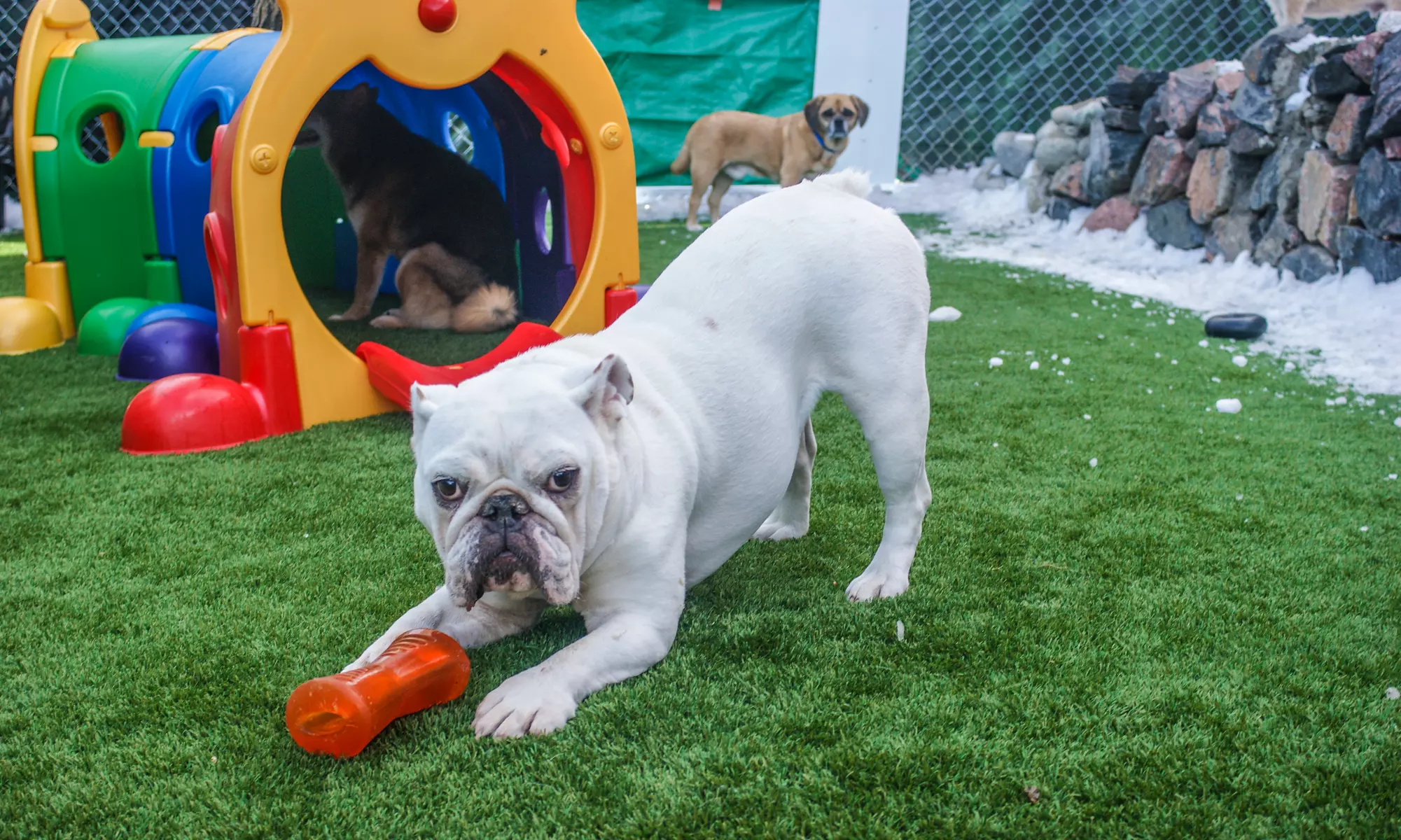 Three Consecutive Days of Daycare or Nights of Boarding for Dogs Under 40 Pounds at U Lucky Dog (Up to 52% Off) - Primary Image