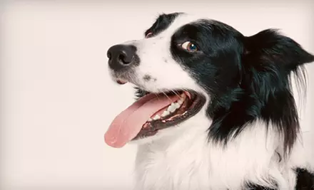 Grooming for Small, Medium, or Large Dog at The Mutt Hutt (Up to 62% Off) - Primary Image