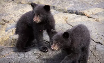 Bear- or Whale-Watching or Hot-Springs Adventure for Two at Jamie's Whaling Station & Adventure Centres (Half Off) - Second Medium