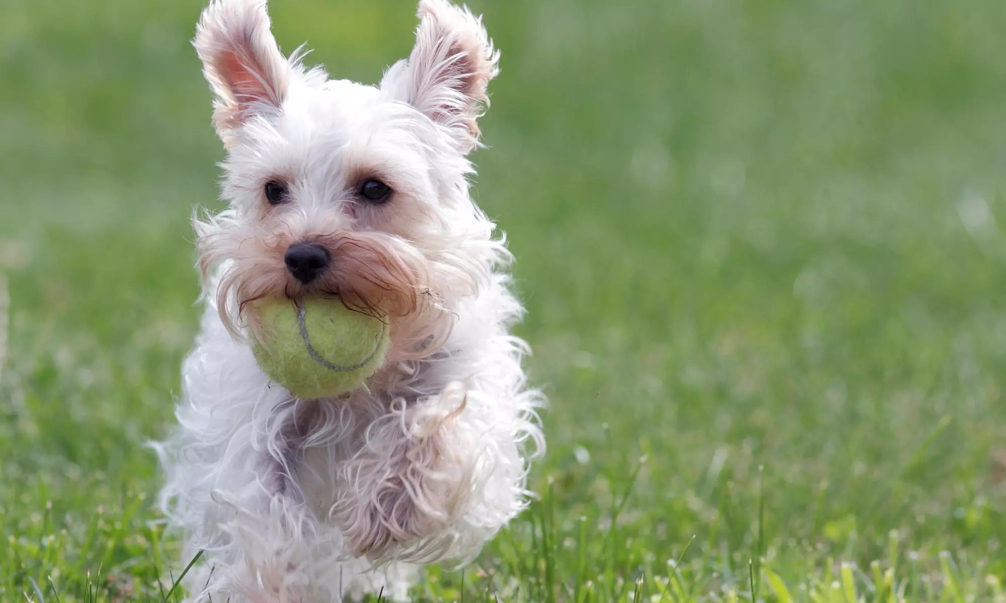 One or Three Weeks of Dog Walking from Seattle Walk Stars (53% Off) - Primary Image
