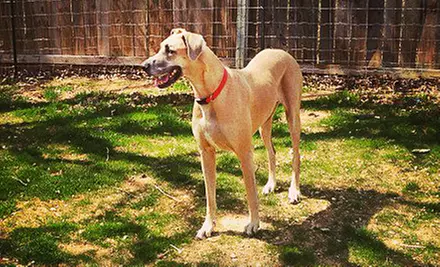 Dog Daycare or Dog Boarding for One or Two Dogs at Shady Acres Pet Ranch (Up to 51% Off). Five Options Available. - Primary Image