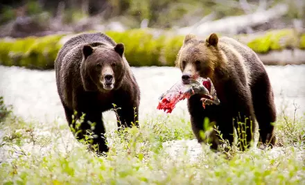 $225 for a Seven-Hour Grizzly Bear Expedition with Lunch from Discovery Marine Safaris ($333 Value) - Primary Image