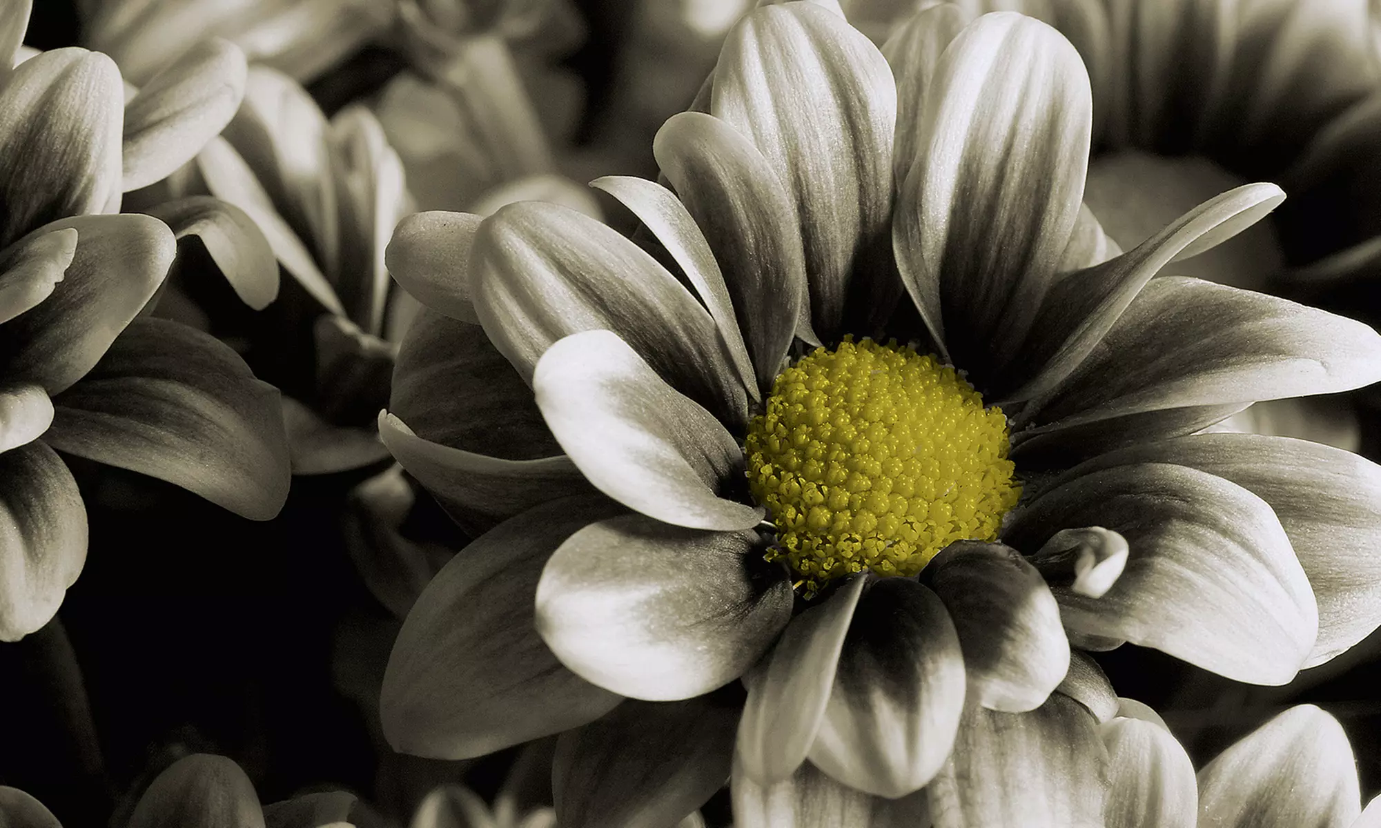 $25 for $60 Worth of Flower Arrangements and Plants at Roses Are Us - Primary Image