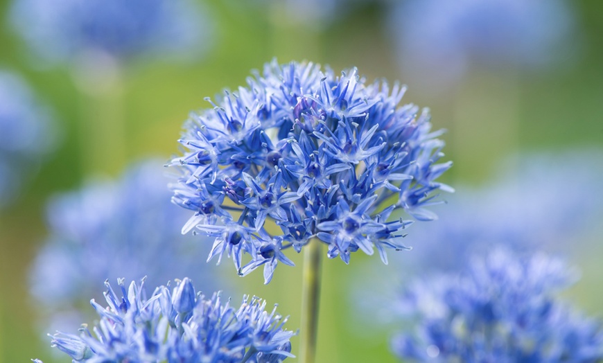 Image 2: Lot de 40 ou 80 bulbes d'allium caeruleum Rootz