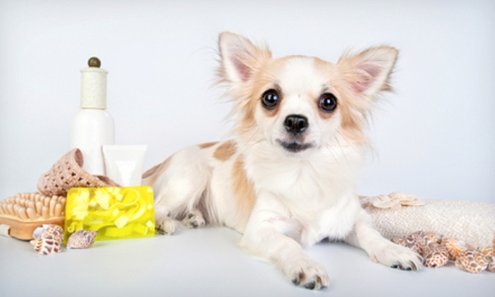 dog grooming spa