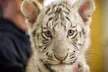 Guided Tour and Playtime with a Baby Tiger at The Garold Wayne Interactive Zoological Park (50% Off) - Second Medium