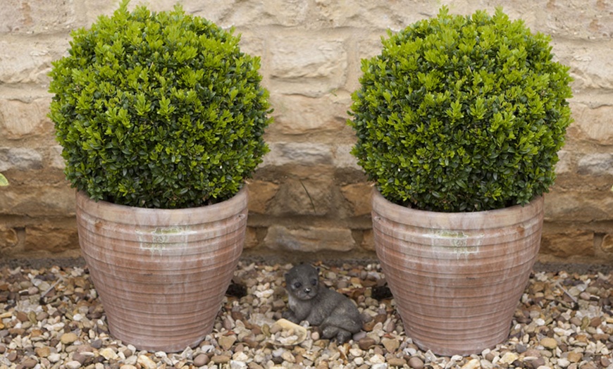 Image 1: Pair of 25cm Buxus Balls