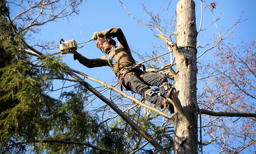 Tree Cutting Service - Cutting Trees Down - Forest Hill Forestry