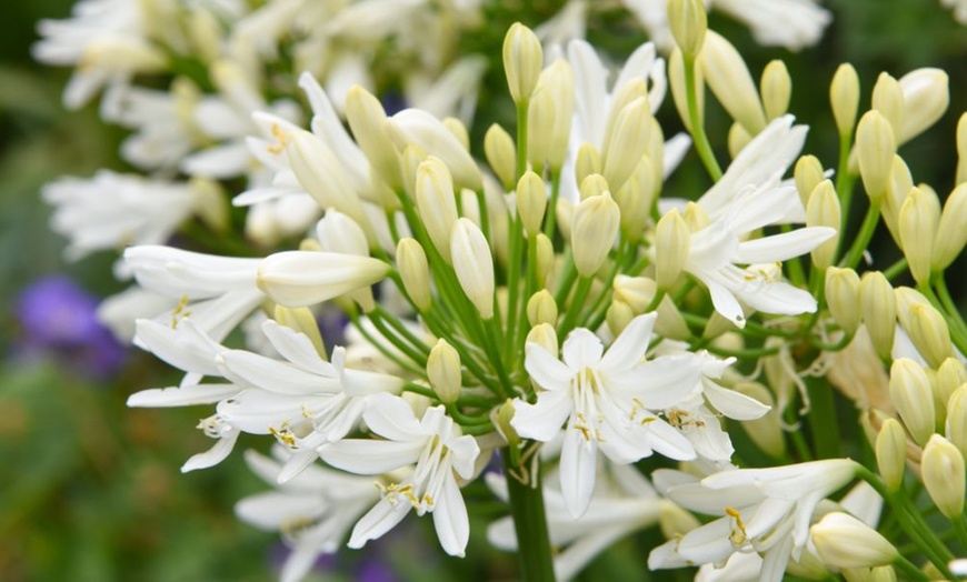 Image 12: Potted Agapanthus Plants – 7 different Varieties
