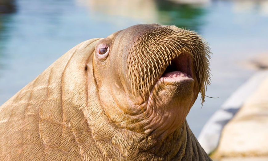 Image 3: Tagesticket Dolfinarium