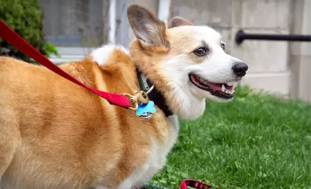 $30 for Four Weeks of Dog-Waste-Removal Services for One Dog from Capt'n Dookie ($60 Value) - Primary Image