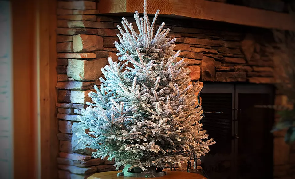 Fresh Cut Christmas Trees—Premium Fraser Fir or Black Hill Spruce - Second Medium