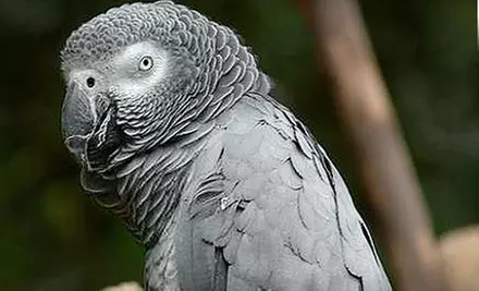 $25 for a Family Zoo Day for Two Adults and Two Children at Sacramento Zoo ($52.50 Value) - Primary Image