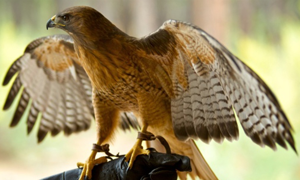 Falconry Show