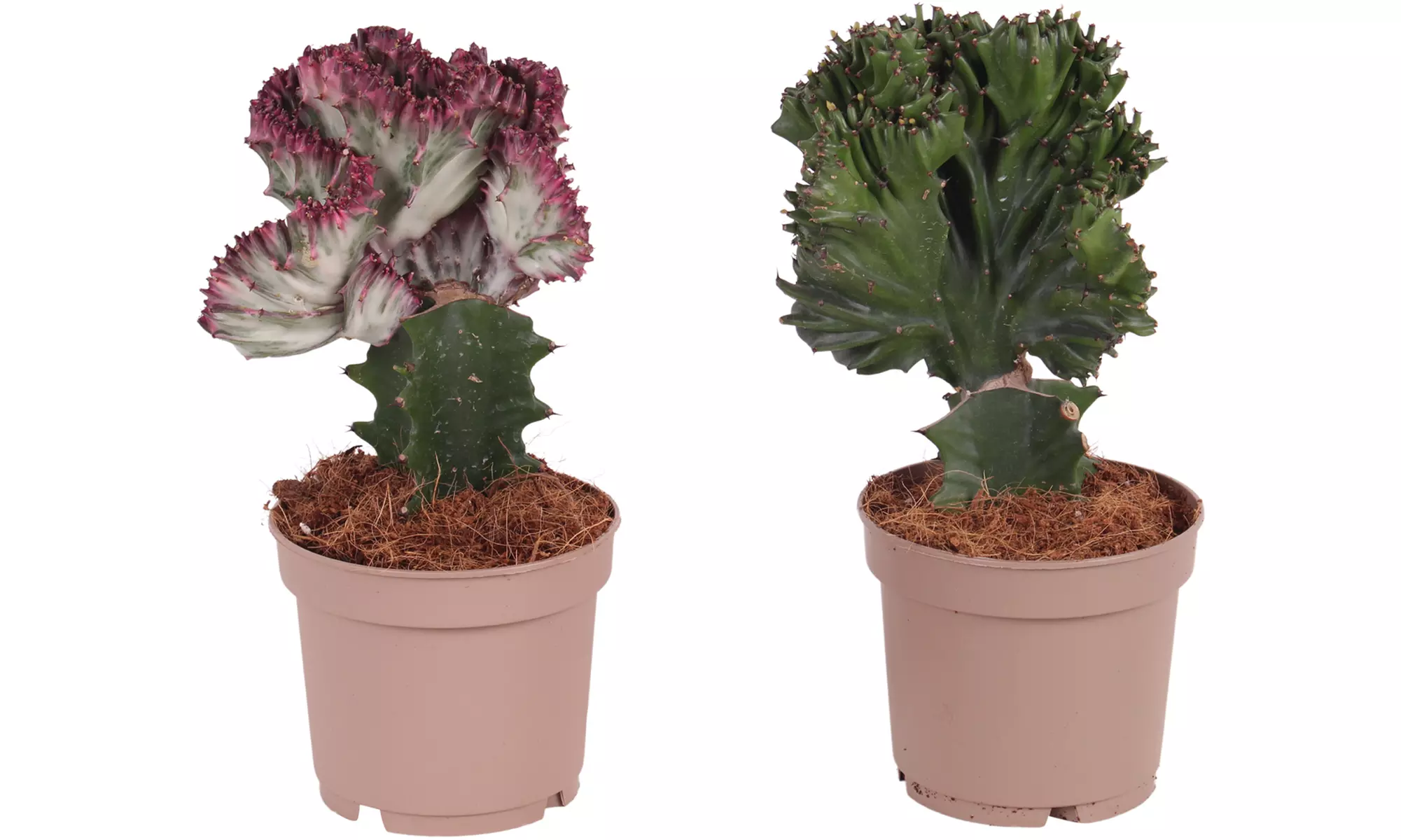 2x Wolfsmilch (Euphorbia lactea) - Image 3