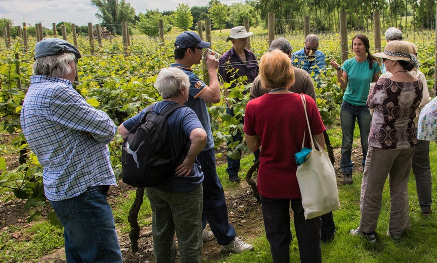 Image 7: Vineyard Tour for Two