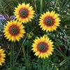 Image 2: 6- or 12-Packs of Pansy or Sunflower Design Stakes