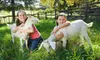 Petting-Farm Visit for One, Two, or Five at Green Meadows Farm in Kissimmee (Up to 57% Off)