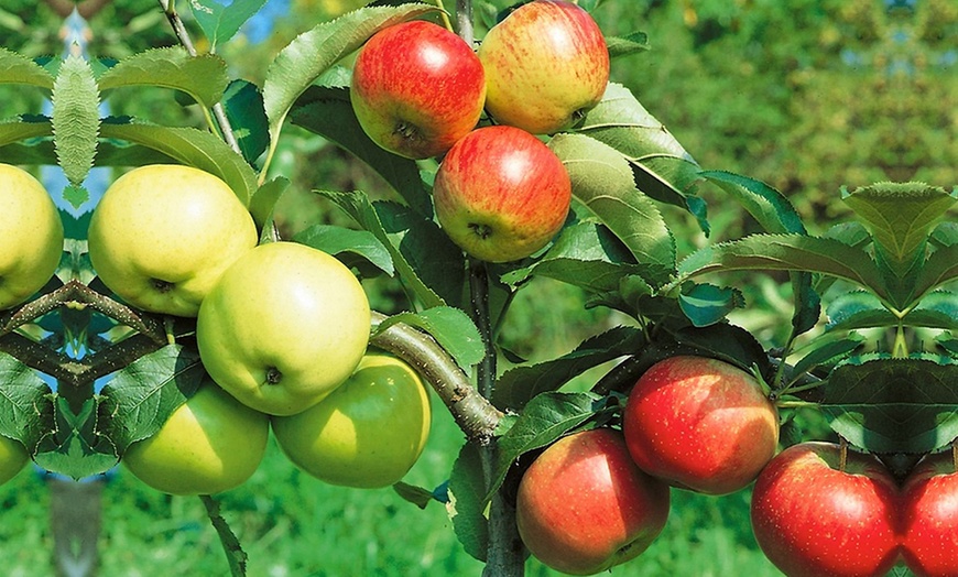 Image 6: Duo and Trio Fruit Trees