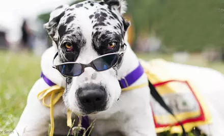 $15 for Entry to the Trails for Tails 5K Run to Support Rescue Dogs ($30 Value) - Primary Image