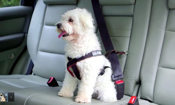 purina dog car harness