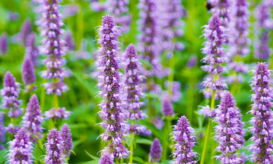 Image 6: One, Two or Three Agastache Crazy Fortune Plants