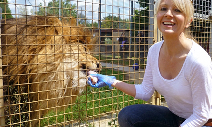 Image 1: Big Cat Experience at Linton Zoo